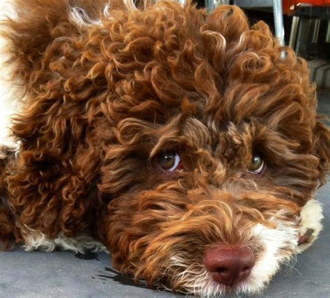 Crescendo lagotto romagnolocrescendo lagotto romagnolocrescendo lagotto romagnolo. 217 best Lagotto Romagnolo images on Pinterest | Dog ...