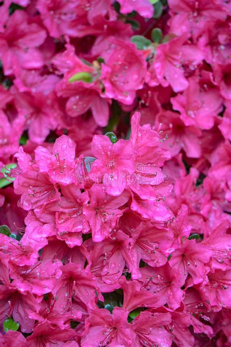 Pretty flowers bulb flowers flowers plants hardy perennials lily flower royal sunset flowers nature lily garden. Pink Azalea Blooms - Background Stock Image - Image of ...