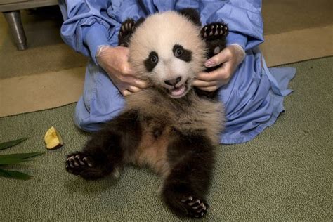 Cuteness Break Hey Hows That Baby Panda At The San Diego Zoo Doing