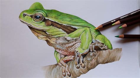 Frog Drawing in Color Pencils | How to Draw a Frog | Derwent Coloursoft