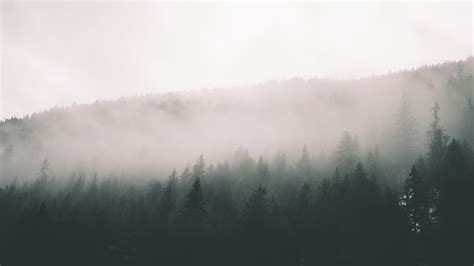 Foggy Evergreen Forest Wallpaper