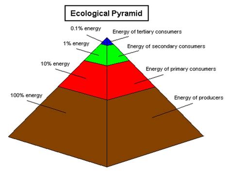 Energy Pyramid Template