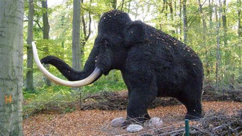 Mammut ausmalbild malvorlage comics mammut mit saebelzaehnen ausmalbild malvorlage tiere ausmalbild mammut. "Die kleinen Wilden und das Mammut" | NDR.de - NDR Info ...