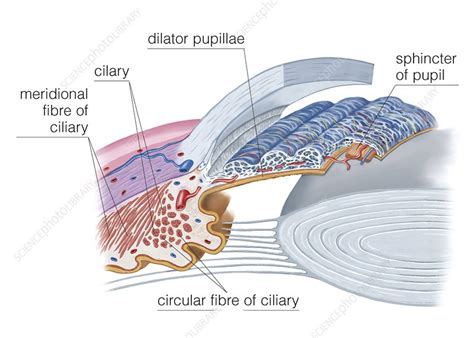 Ciliary Muscle Anatomy
