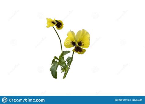 Isolated On White Background Pansies Yellow Flowers Stock Photo Image