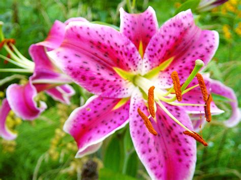 Pink Stargazer Lily Free Photo Download Freeimages
