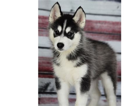 I have lovely siberian husky puppies ready to go, there are all vaccinated microchipped wormed and de flead, the comes with collar lead feeding bowls and food, there are very playful and loves children and other animals for more. ADORABLE SIBERIAN HUSKY PUPPIES FOR ADOPTION. BIG ISLAND ...