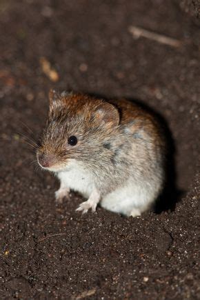Maybe you would like to learn more about one of these? wuehlmaus-vertreiben.jpg | Schädlinge im garten, Wühlmaus ...