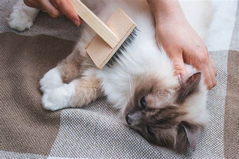 How To Reduce Cat Shedding 8 Methods That Actually Work