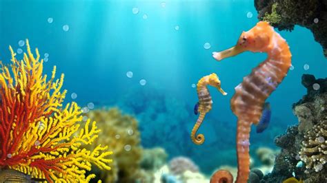 Seahorses Animated Youtube
