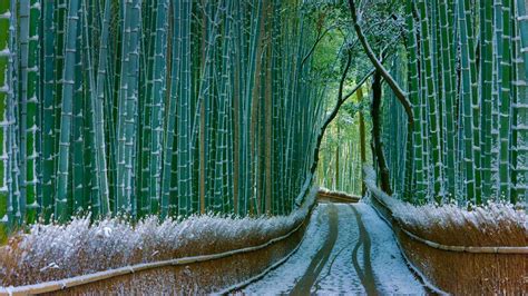 Sagano Bamboo Forest Arashiyama Kyoto Japan Peapix