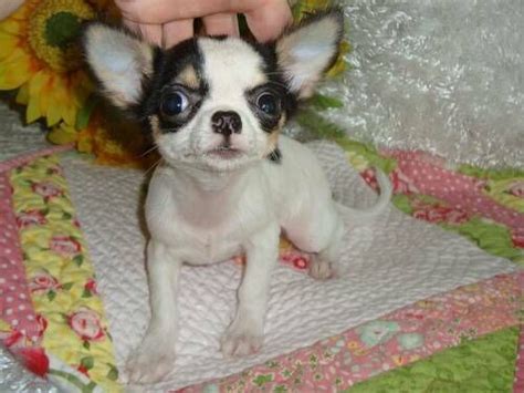 Caring For Chihuahua Puppies Guide Chihuahua Puppies Puppies Cute