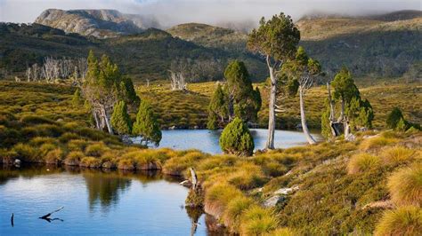Download Wallpapers Download Landscapes Trees Tasmania