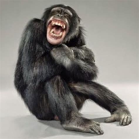 Funny Monkey Laughing Images Img Aaralyn
