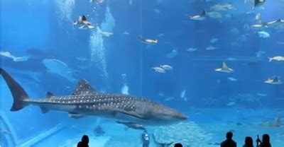 Buin zoo un lugar para aprender buin zoo dinosaurios: MI LICEO RUIZ TAGLE DE CHILE: RECURSOS EDUCATIVOS PARA TODOS