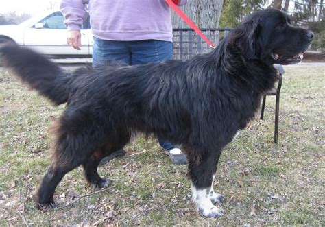 The pyr can ward off everything from. Bear is a 3 year old Newfoundland/Great Pyrenees mix in ...