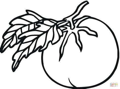 Tomato Coloring Page Free Printable Coloring Pages