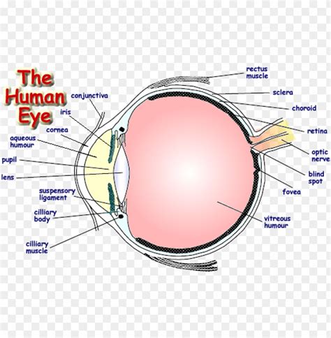Labelled Diagram Of Human Eye Png Image With Transparent Background