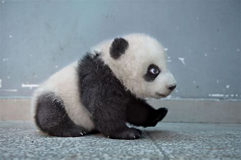 93 Best Rpanda Images On Pholder Two Mini Pandas
