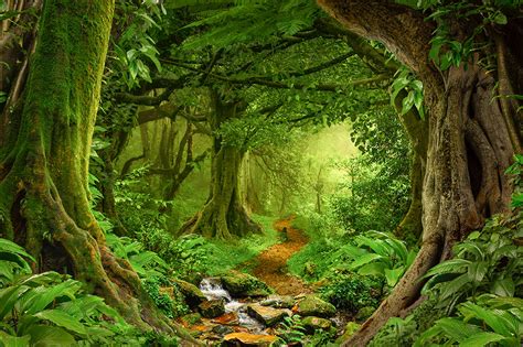 “a Pillared Shade” Incredible Forests And Ancient Trees Wilderness
