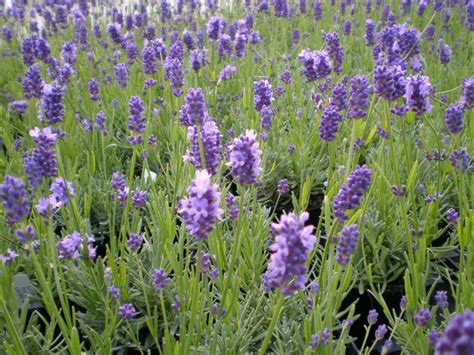 Maybe you would like to learn more about one of these? Choosing lavender for making dried flower bunches at home ...