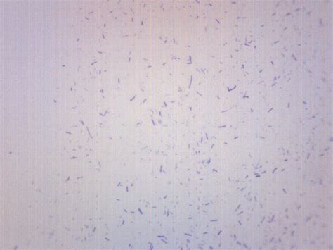 Lactobacillus Acidophilus Gram Positive Prepared Microscope Slide