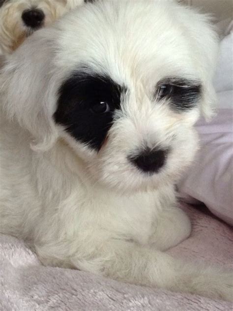 Purebred tibetan terrier puppies & dogs for sale. Tibetan terrier puppies for sale | Stanford Le Hope, Essex ...