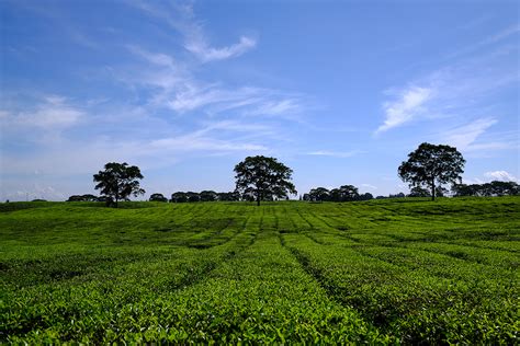 Kebun teh ini dikelola oleh koperasi buana mukti. gambar 2kebun teh sidamanik, tempat wisata baru di ...