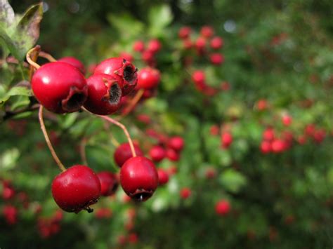Red Berries Ewan Pearce Flickr