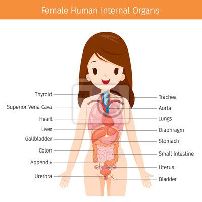 Leber und das ist genau die distanz, die blut und innere organe zurücklegten, vom bücherschrank bis zur wand. Anatomie Mensch Organe Frau