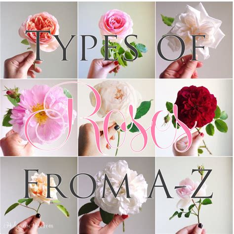 Discover the differences between types of roses. Types of Roses