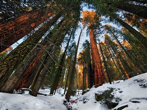 Sequoia National Park Three Rivers Cityseeker
