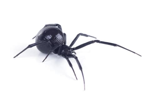 Black Widow Bite Beginning Stages Spider Bites Symptoms And Causes