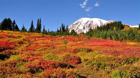 These Are Our Favorite Spots For Fall Foliage Seattle
