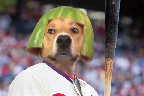 My Dog Walter Wearing A Watermelon Helmet Rphotoshopbattles