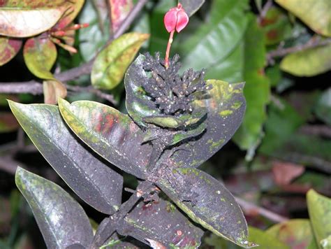 I bought the plants and potted them two weeks ago. What is that black stuff on my plant leaves? - UF/IFAS ...