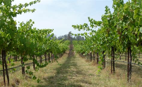 Celebrate Valentine's Day on the Madera Wine Trail - Eat, Drink, Play