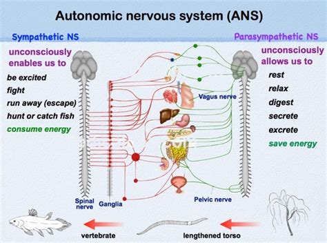 Autonomic Nervous System And Immunity