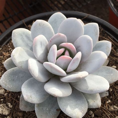 Una Echeveria Laui Te Va A Enamorar Con La Sutileza De Sus Pétalos El