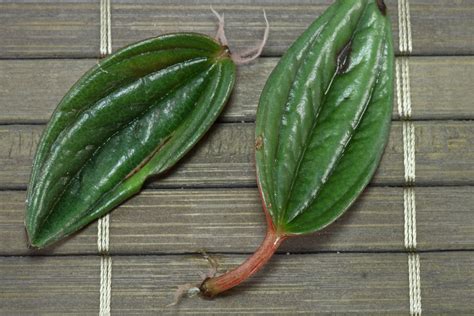 Peperomia can be easily propagated through leaf cuttings. Peperomia caperata "Rosso"