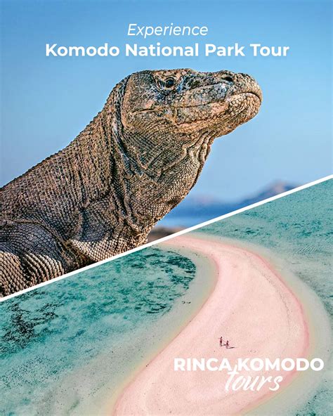 Experience Komodo National Park Tour Flores Komodo Packages Bali