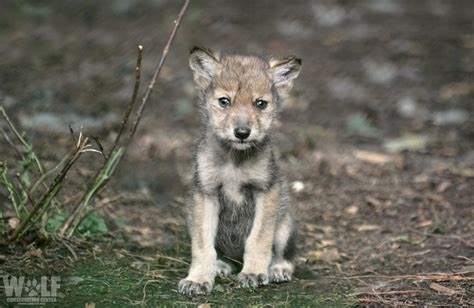 Mexican Gray Wolf Pup Edit Logo Sm Wolf Conservation Center