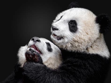 Wallpaper Panda And Panda Cub Black Background 1920x1440 Hd Picture Image