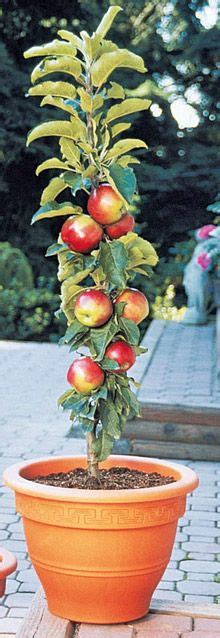 Maybe you would like to learn more about one of these? Red Columnar Apple Tree | Fast growing trees, Apple tree ...