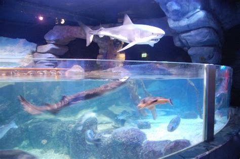 Fish/Shark Tunnel - Foto di AquaDom & SEA LIFE Berlin, Berlino