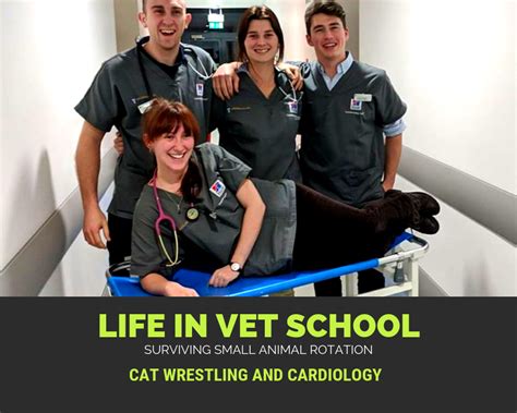 Las tablas animal hospital knows that best friends come in all shapes and sizes and that's why in addition to dogs and cats, we're happy to provide comprehensive care for small mammals known as pocket pets as well as exotic pets, reptiles, and birds. Vets For Small Pets Near Me