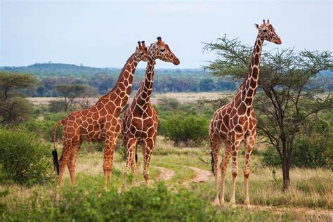 Where Do Giraffes Live? Habitat and Distribution