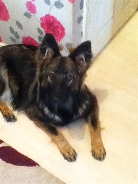 Pedigree German Shepherd Female Chesterfield Derbyshire Pets4homes