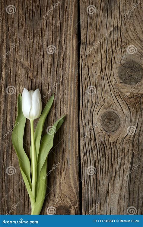 White Tulips On Rustic Wooden Background Stock Image Image Of Leaf