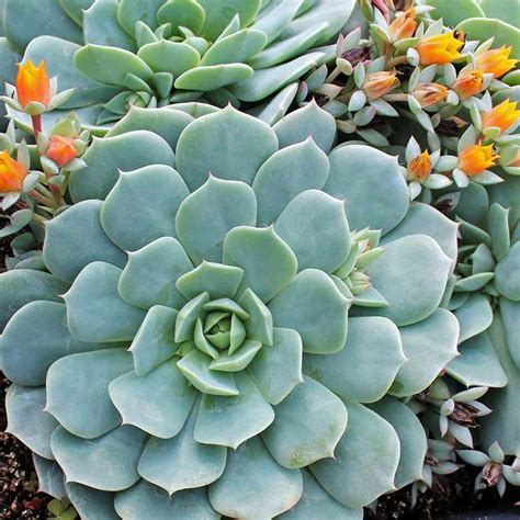 Acuarela con cactus y flores en una composición de maceta. Echeveria 'Frost' exclusive | Cactus y suculentas ...